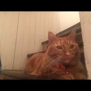 Meet your Posher, Sarian